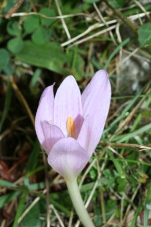 Colchicum: alpinum e neapolitanum?